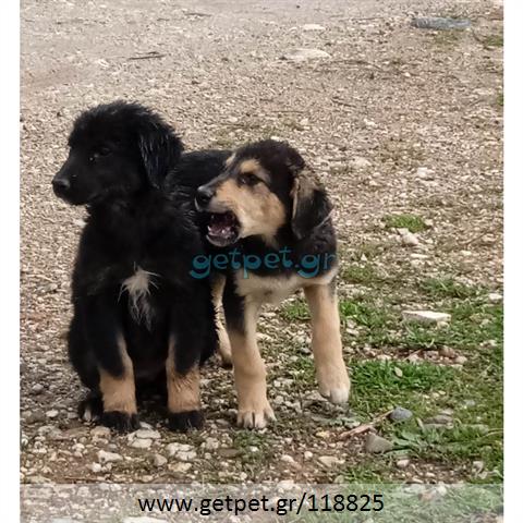 Δίνεται για υιοθεσία - χαρίζεται ημίαιμο κουτάβι Greek Harehound - Ελληνικός Ιχνηλάτης