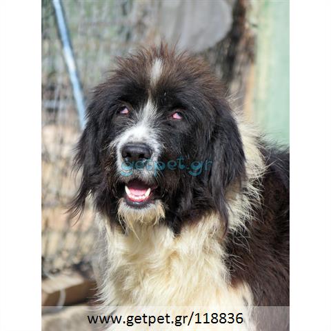 Δίνεται για υιοθεσία - χαρίζεται ημίαιμη σκυλίτσα