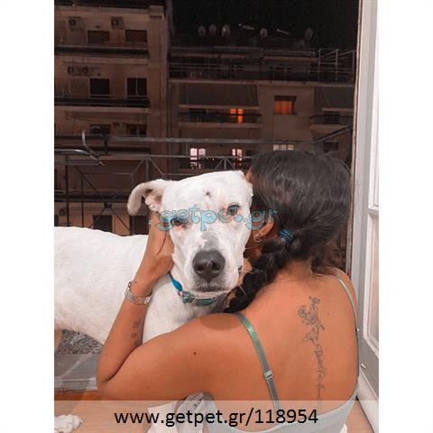 Δίνεται για υιοθεσία - χαρίζεται ημίαιμη σκυλίτσα