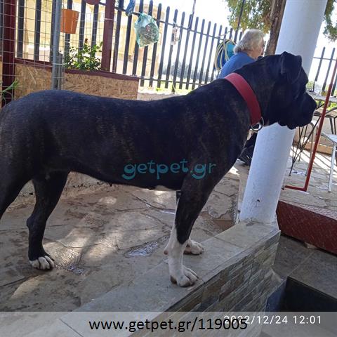 Δίνεται για υιοθεσία - χαρίζεται ημίαιμη σκυλίτσα Presa Canario - Πρέσα Κανάριο
