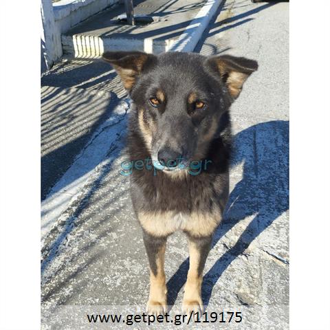 Δίνεται για υιοθεσία - χαρίζεται ημίαιμη σκυλίτσα German Shepherd - Γερμανικός Ποιμενικός - Λυκόσκυλο