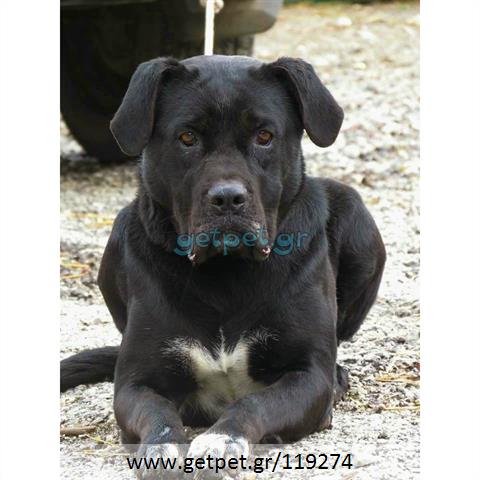 Δίνεται για υιοθεσία - χαρίζεται σκυλίτσα Cane corso - Κάνε Κόρσο