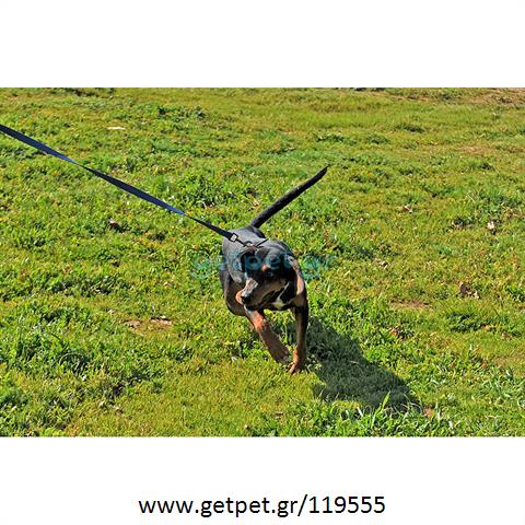 Δίνεται για υιοθεσία - χαρίζεται ημίαιμη σκυλίτσα Greek Harehound - Ελληνικός Ιχνηλάτης