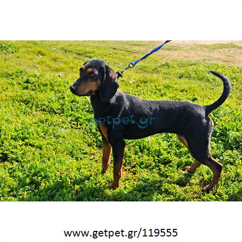 Δίνεται για υιοθεσία - χαρίζεται ημίαιμη σκυλίτσα Greek Harehound - Ελληνικός Ιχνηλάτης