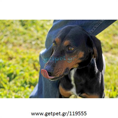 Δίνεται για υιοθεσία - χαρίζεται ημίαιμη σκυλίτσα Greek Harehound - Ελληνικός Ιχνηλάτης