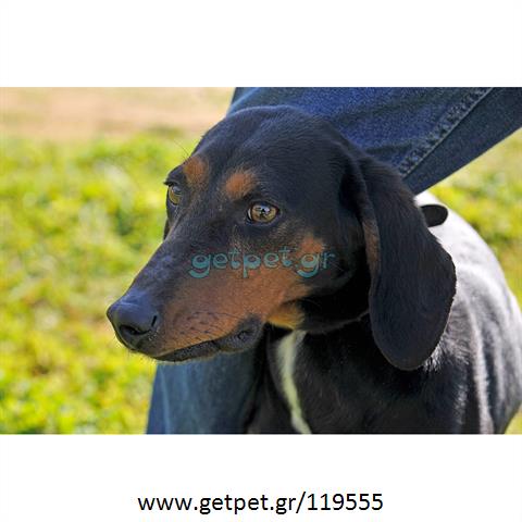 Δίνεται για υιοθεσία - χαρίζεται ημίαιμη σκυλίτσα Greek Harehound - Ελληνικός Ιχνηλάτης