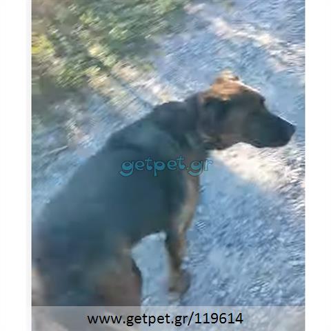 Δίνεται για υιοθεσία - χαρίζεται ημίαιμος σκυλάκος Dogo Argentino - Ντόγκο Αρτζεντίνο