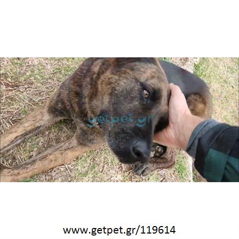 Δίνεται για υιοθεσία - χαρίζεται ημίαιμος σκυλάκος Dogo Argentino - Ντόγκο Αρτζεντίνο
