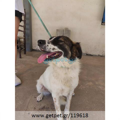 Δίνεται για υιοθεσία - χαρίζεται ημίαιμη σκυλίτσα Greek Kokoni - Κοκόνι