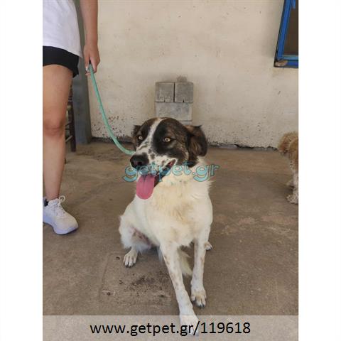 Δίνεται για υιοθεσία - χαρίζεται ημίαιμη σκυλίτσα Greek Kokoni - Κοκόνι