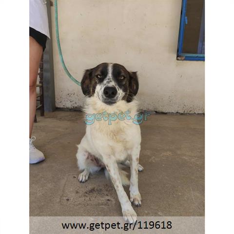 Δίνεται για υιοθεσία - χαρίζεται ημίαιμη σκυλίτσα Greek Kokoni - Κοκόνι