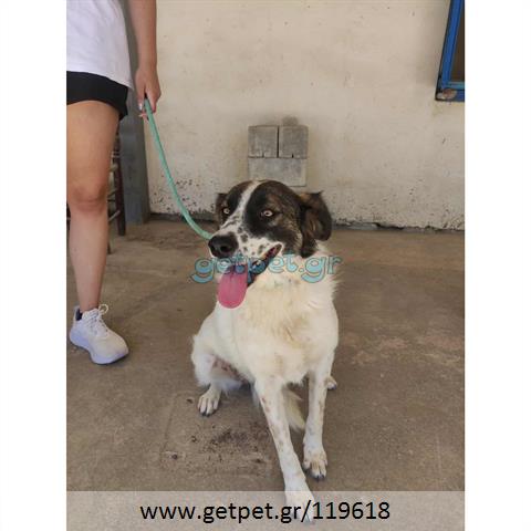 Δίνεται για υιοθεσία - χαρίζεται ημίαιμη σκυλίτσα Greek Kokoni - Κοκόνι