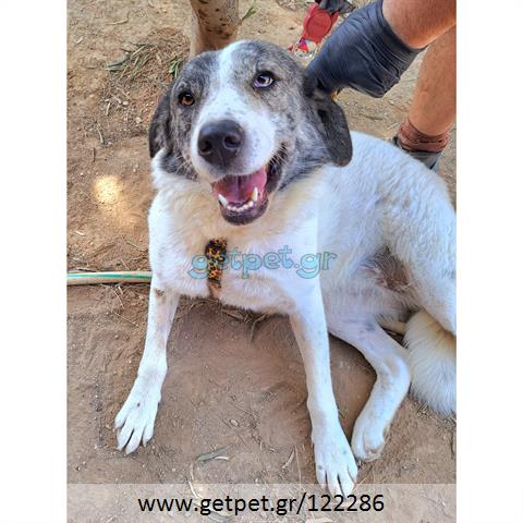 Δίνεται για υιοθεσία - χαρίζεται ημίαιμη σκυλίτσα Greek Sheepdog - Ελληνικός Ποιμενικός