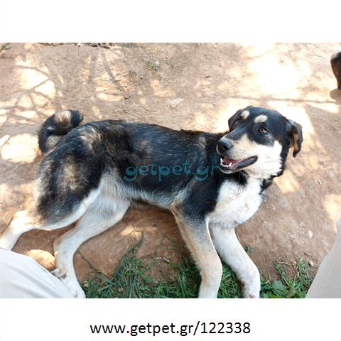 Δίνεται για υιοθεσία - χαρίζεται σκυλάκος Greek White Sheepdog - Λευκό Ελληνικό Τσοπανόσκυλο