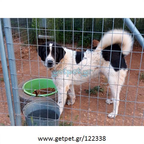 Δίνεται για υιοθεσία - χαρίζεται σκυλάκος Greek White Sheepdog - Λευκό Ελληνικό Τσοπανόσκυλο
