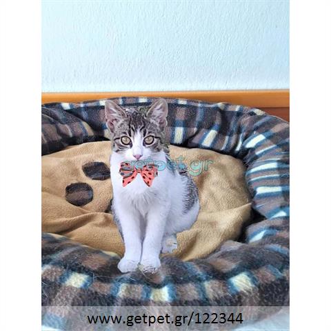 Δίνεται για υιοθεσία - χαρίζεται γατάκι Aegean Cat - Γάτα Αιγαίου