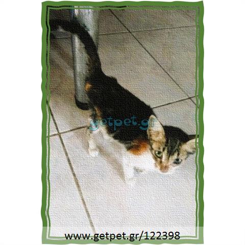 Δίνεται για υιοθεσία - χαρίζεται γατάκι Aegean Cat - Γάτα Αιγαίου