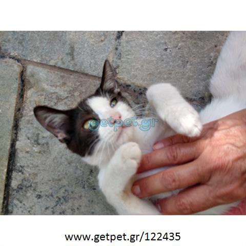 Δίνεται για υιοθεσία - χαρίζεται ημίαιμο γατάκι Aegean Cat - Γάτα Αιγαίου