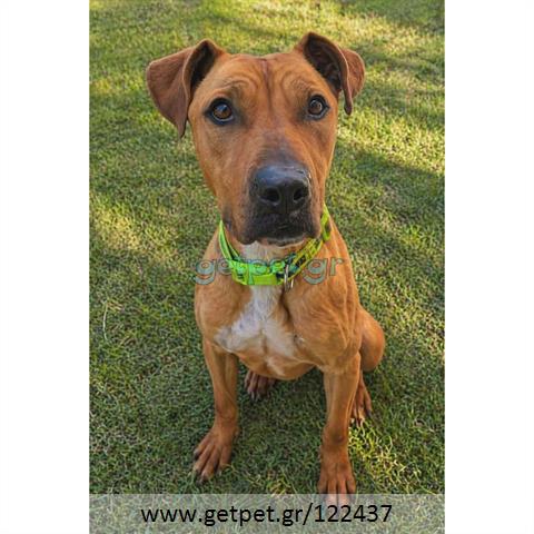 Δίνεται για υιοθεσία - χαρίζεται σκυλίτσα Pit Bull - Πίτ Μπουλ Τερριέ