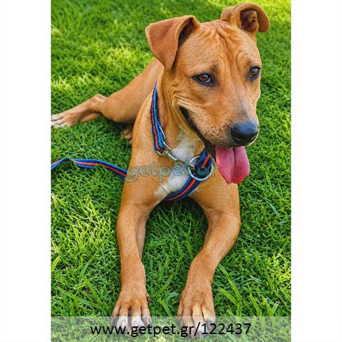 Δίνεται για υιοθεσία - χαρίζεται σκυλίτσα Pit Bull - Πίτ Μπουλ Τερριέ