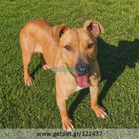 Δίνεται για υιοθεσία - χαρίζεται σκυλίτσα Pit Bull - Πίτ Μπουλ Τερριέ