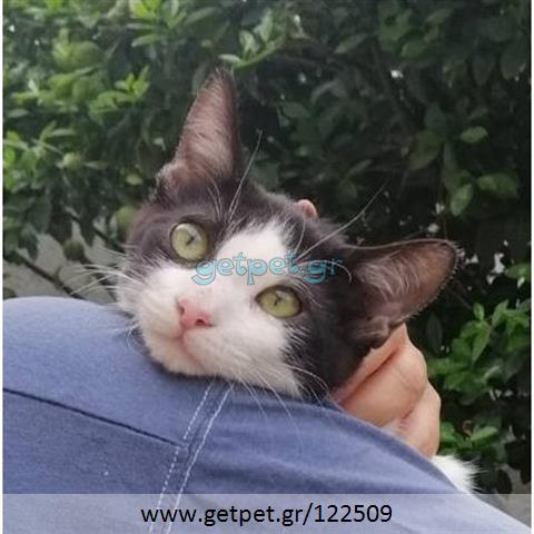 Δίνεται για υιοθεσία - χαρίζεται ημίαιμο γατάκι Aegean Cat - Γάτα Αιγαίου