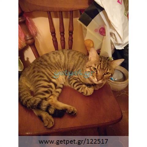 Δίνεται για υιοθεσία - χαρίζεται γάτος Aegean Cat - Γάτα Αιγαίου