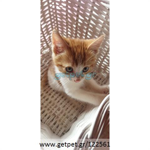 Δίνεται για υιοθεσία - χαρίζεται γατάκι Aegean Cat - Γάτα Αιγαίου