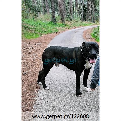 Δίνεται για υιοθεσία - χαρίζεται ημίαιμος σκυλάκος Presa Canario - Πρέσα Κανάριο