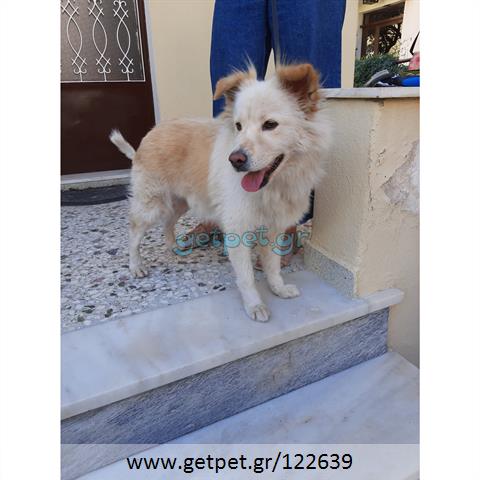 Δίνεται για υιοθεσία - χαρίζεται ημίαιμη σκυλίτσα Greek Kokoni - Κοκόνι