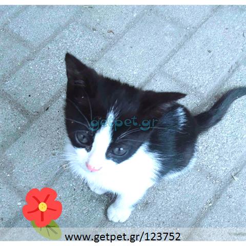 Δίνεται για υιοθεσία - χαρίζεται γατάκι Aegean Cat - Γάτα Αιγαίου