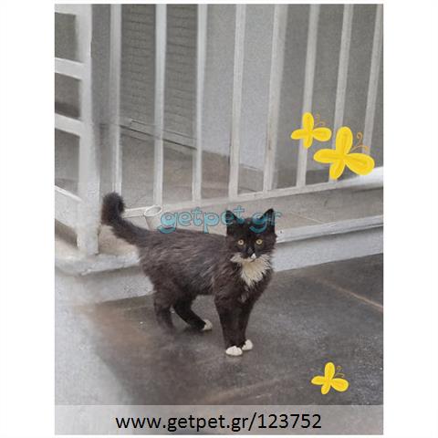 Δίνεται για υιοθεσία - χαρίζεται γατάκι Aegean Cat - Γάτα Αιγαίου