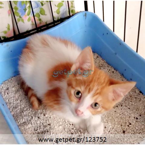 Δίνεται για υιοθεσία - χαρίζεται γατάκι Aegean Cat - Γάτα Αιγαίου