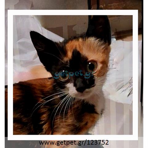 Δίνεται για υιοθεσία - χαρίζεται γατάκι Aegean Cat - Γάτα Αιγαίου