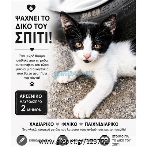 Δίνεται για υιοθεσία - χαρίζεται γατάκι Aegean Cat - Γάτα Αιγαίου