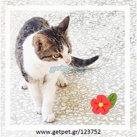 Δίνεται για υιοθεσία - χαρίζεται γατάκι Aegean Cat - Γάτα Αιγαίου