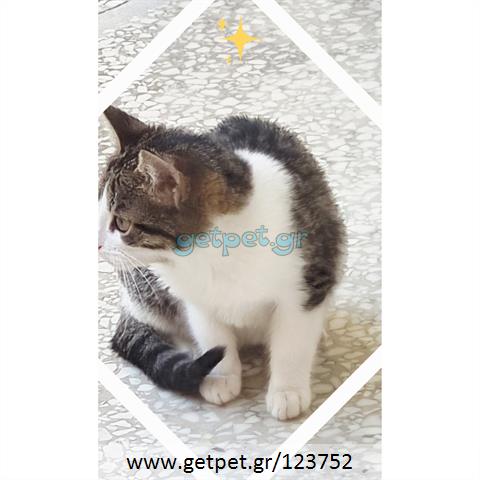 Δίνεται για υιοθεσία - χαρίζεται γατάκι Aegean Cat - Γάτα Αιγαίου