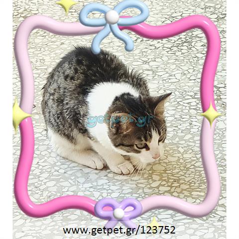 Δίνεται για υιοθεσία - χαρίζεται γατάκι Aegean Cat - Γάτα Αιγαίου