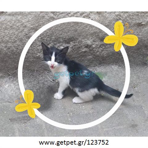 Δίνεται για υιοθεσία - χαρίζεται γατάκι Aegean Cat - Γάτα Αιγαίου