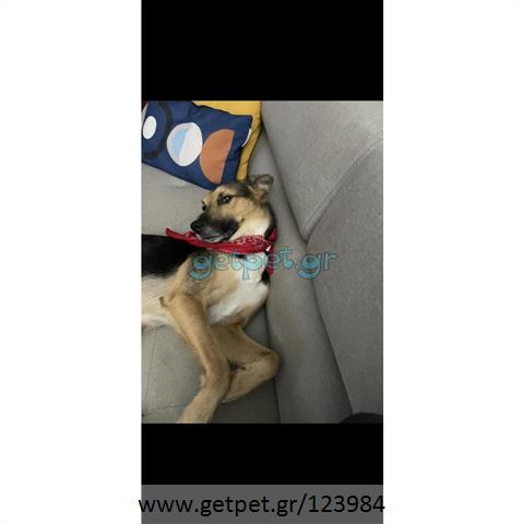Δίνεται για υιοθεσία - χαρίζεται ημίαιμος σκυλάκος German Shepherd - Γερμανικός Ποιμενικός - Λυκόσκυλο
