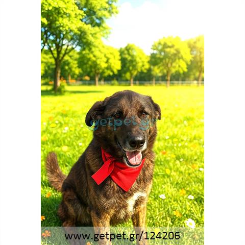 Δίνεται για υιοθεσία - χαρίζεται ημίαιμη σκυλίτσα German Shepherd - Γερμανικός Ποιμενικός - Λυκόσκυλο