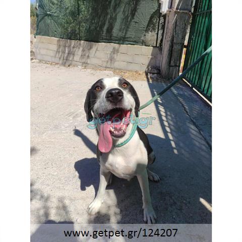 Δίνεται για υιοθεσία - χαρίζεται ημίαιμος σκυλάκος Pit Bull - Πίτ Μπουλ Τερριέ