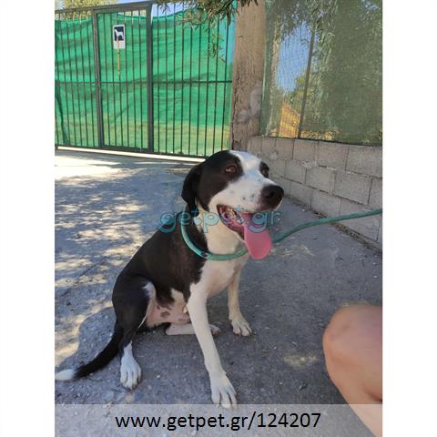 Δίνεται για υιοθεσία - χαρίζεται ημίαιμος σκυλάκος Pit Bull - Πίτ Μπουλ Τερριέ