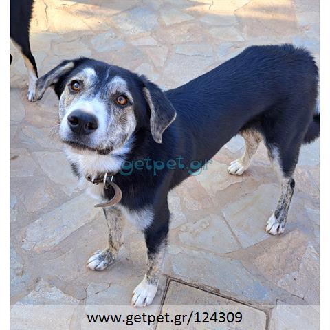 Δίνεται για υιοθεσία - χαρίζεται ημίαιμος σκυλάκος