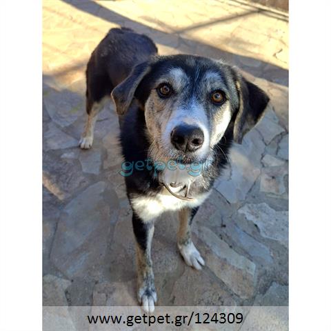 Δίνεται για υιοθεσία - χαρίζεται ημίαιμος σκυλάκος