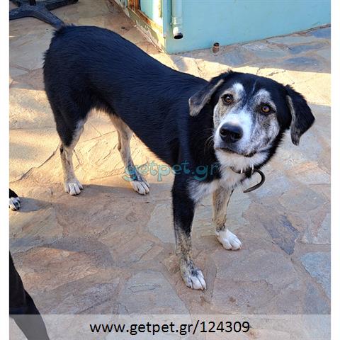 Δίνεται για υιοθεσία - χαρίζεται ημίαιμος σκυλάκος
