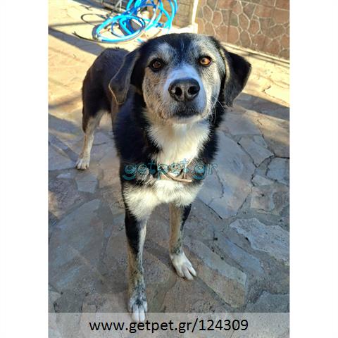 Δίνεται για υιοθεσία - χαρίζεται ημίαιμος σκυλάκος