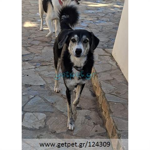 Δίνεται για υιοθεσία - χαρίζεται ημίαιμος σκυλάκος
