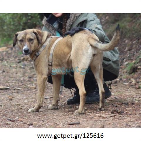 Δίνεται για υιοθεσία - χαρίζεται ημίαιμη σκυλίτσα