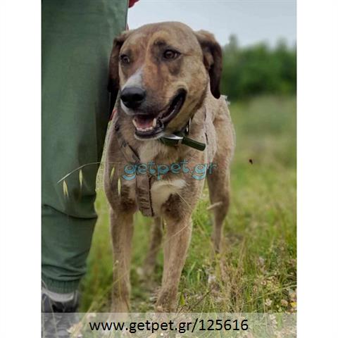 Δίνεται για υιοθεσία - χαρίζεται ημίαιμη σκυλίτσα